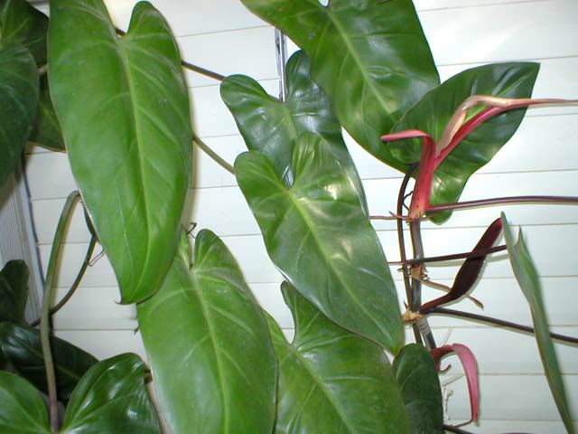 climbing philodendron
